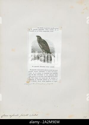 Circus assimilis, Imprimer, le busard Saint-Martin (Circus assimilis) aussi connu comme la fumée, est un grand oiseau de proie Australasian appartenant à la famille des Accipitridae., 1872 Banque D'Images