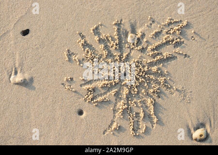 Trou et billes d'un minuscule crabe bubbler sur une plage de Thaïlande Banque D'Images