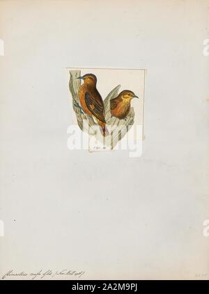 Climacteris rufa, Imprimer, le bruant roux (Climacteris rufus) est une espèce de passereau de la famille Climacteridae. C'est endémique à l'Australie., 1820-1860 Banque D'Images