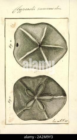 Clypeaster rosaceus Clypeaster rosaceus, Imprimer, le gras, biscuit de mer, est une espèce d'oursin dans la famille Clypeasteridae. Il se produit dans des eaux peu profondes dans l'ouest de l'océan Atlantique et a été scientifiquement décrite en 1758 par Carl Linnaeus Banque D'Images
