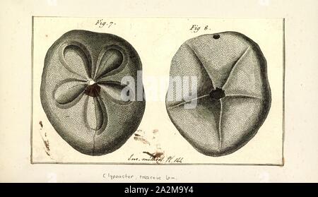 Clypeaster rosaceus Clypeaster rosaceus, Imprimer, le gras, biscuit de mer, est une espèce d'oursin dans la famille Clypeasteridae. Il se produit dans des eaux peu profondes dans l'ouest de l'océan Atlantique et a été scientifiquement décrite en 1758 par Carl Linnaeus Banque D'Images