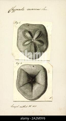 Clypeaster rosaceus Clypeaster rosaceus, Imprimer, le gras, biscuit de mer, est une espèce d'oursin dans la famille Clypeasteridae. Il se produit dans des eaux peu profondes dans l'ouest de l'océan Atlantique et a été scientifiquement décrite en 1758 par Carl Linnaeus Banque D'Images