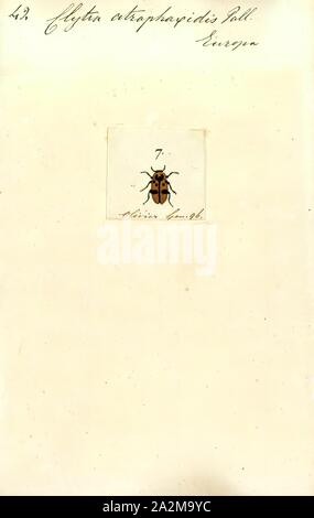 Clytra, Imprimer Clytra est un genre de short-horned leaf de la famille, sous-famille des Chrysomelidae Clytrinae Banque D'Images