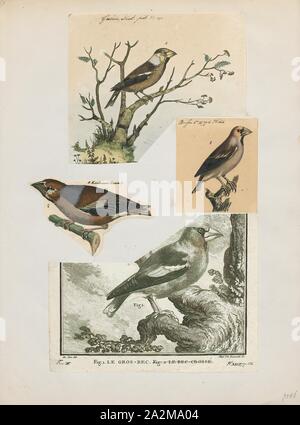 Coccothraustes coccothraustes vulgaris, d'impression, est un genre de la famille des Fringillidae (1700-1880), Banque D'Images