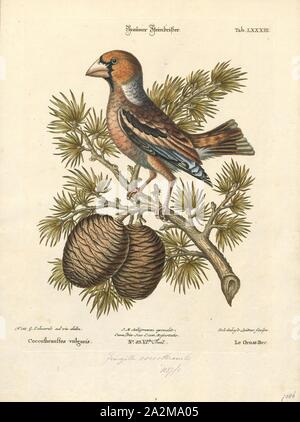 Coccothraustes coccothraustes vulgaris, d'impression, est un genre de la famille des Fringillidae (1700-1880), Banque D'Images