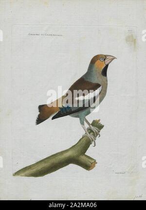 Coccothraustes coccothraustes vulgaris, d'impression, est un genre de la famille des Fringillidae (1790-1796), Banque D'Images