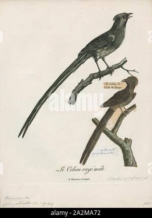 Colius striatus, Imprimer, le naseux mousebird (Colius striatus) est la plus grande espèce de mousebird, ainsi que l'un des plus communs, 1796-1808. Banque D'Images