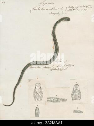 Le c. aulicus Lycodon aulicus, Print,, communément connue sous le nom de loup indien, Snake est une espèce de serpent nonvenomous trouvés en Asie du Sud et en Asie du sud-est. Les premiers naturalistes ont suggéré sa ressemblance avec le krait commun venimeux comme instance de Batesian mimétisme., 1700-1880 Banque D'Images