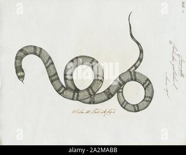 Coluber getulus, Lampropeltis getula, Imprimer, communément connu sous le nom de Eastern kingsnake, kingsnake commun, ou la chaîne (plus), kingsnake est une espèce endémique de la colubridae aux États-Unis et au Mexique. Il a longtemps été un favori parmi les collectionneurs. Huit sous-espèces sont actuellement reconnues, y compris la sous-espèce décrite ici., 1700-1880 Banque D'Images