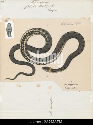 Coluber natrix, Imprimer, la couleuvre à collier (Natrix natrix), parfois appelé le serpent annelé ou serpent d'eau, est un non-eurasien serpent venimeux. On le trouve souvent près de l'eau et se nourrit presque exclusivement sur les amphibiens. La couleuvre vipérine, Natrix helvetica, a été séparée comme une espèce distincte en 2017, 1700-1880. Banque D'Images