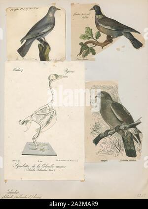 Columba palumbus, Imprimer, la commune de pigeon ramier (Columba palumbus) est une espèce de grande taille dans la colombe et famille des pigeons. Il appartient au genre Columba et, comme tous les pigeons et tourterelles, appartient à la famille des Columbidae. Il est connu localement dans le sud-est de l'Angleterre comme le 'culver' ; ce nom a donné lieu à plusieurs régions connues pour garder les pigeons à être nommé d'après elle, comme Culver, 1700-1880. Banque D'Images