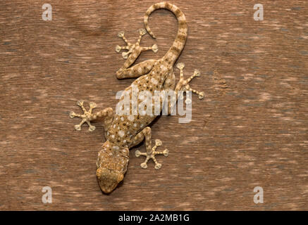 Ventilateur du Sinaï-fingered gecko (מניפנית מצויה Ptyodactylus guttatus) Banque D'Images