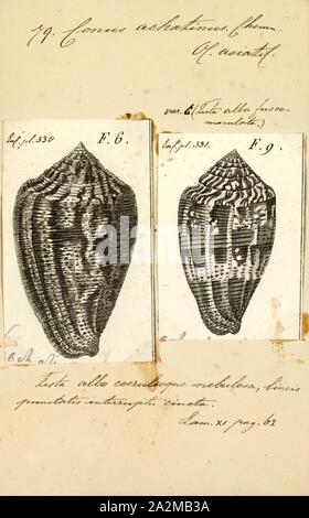 Conus achatinus, Imprimer, Conus achatinus, Nom commun Tortue le cône ou le cône d'agate, est une espèce de pseudoscorpions de la famille des ., le cône d'escargots et leurs alliés Banque D'Images