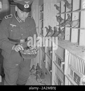 Original-Bildunterschrift : dans un Zuchtanstalt Heeresbrieftauben Schlag der für : der jungen Täubchen Brieftaubenmeister mit einer besonders begabten Taubenpaares, Deutschland 1940 er Jahre. À l'pigeonry : le pigeon maître avec deux poussins d'un couple de parents très talentueux, de l'Allemagne des années 40. Banque D'Images