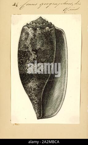 Conus geographus, Conus geographus, d'impression, plus communément appelée la géographie ou le cône cône géographe, est une espèce de tortue de cône. Il vit dans les récifs de l'Indo-Pacifique tropical, et chasse les petits poissons. Bien que tous les escargots de cône et de recherche de proies tuer à l'aide de Venom, le venin de cette espèce est assez puissant pour tuer les humains. Les échantillons doivent être manipulés avec une extrême prudence Banque D'Images