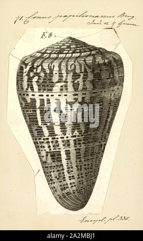Conus papilionaceus, imprimer, les combustibles Conus pelagicus du Pliocène de Chypre. Conus est une espèce d'escargots de mer, ou le cône de la famille des . Avant 2009, toutes les espèces de conidae avait traditionnellement été regroupés dans le seul genre conus. Cependant, Conus est maintenant plus précisément défini, et il existe plusieurs autres genres acceptés du cône d'escargots. Pour une liste des genres actuellement acceptés, voir . Banque D'Images