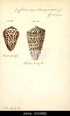 Conus papilionaceus, imprimer, les combustibles Conus pelagicus du Pliocène de Chypre. Conus est une espèce d'escargots de mer, ou le cône de la famille des . Avant 2009, toutes les espèces de conidae avait traditionnellement été regroupés dans le seul genre conus. Cependant, Conus est maintenant plus précisément défini, et il existe plusieurs autres genres acceptés du cône d'escargots. Pour une liste des genres actuellement acceptés, voir . Banque D'Images