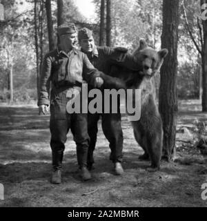 Original-Bildunterschrift : Unterhaltung mit dem Kompanie Bären bei einem brandenburgischen Luftnachrichten Regiment, Deutschland 1940er Jahre. La mascotte de l'entreprise de divertissement à un signal corps de Brandenburg, Allemagne 1940. Banque D'Images