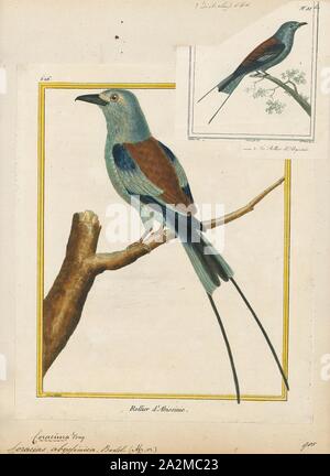 Coracias abyssinica, Imprimer, l'Abyssin (Coracias abyssinicus) Rouleau, Rouleau ou le Sénégal, est un membre de la famille d'oiseaux qui niche dans l'Afrique tropicale dans une ceinture au sud du Sahara, connu comme le Sahel. Il est résident dans la partie sud de son aire de reproduction du nord, mais les populations sont de courtes distances à des migrants, déménagement plus au sud après la saison humide., 1700-1880 Banque D'Images