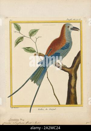 Coracias abyssinica, Imprimer, l'Abyssin (Coracias abyssinicus) Rouleau, Rouleau ou le Sénégal, est un membre de la famille d'oiseaux qui niche dans l'Afrique tropicale dans une ceinture au sud du Sahara, connu comme le Sahel. Il est résident dans la partie sud de son aire de reproduction du nord, mais les populations sont de courtes distances à des migrants, déménagement plus au sud après la saison humide., 1700-1880 Banque D'Images