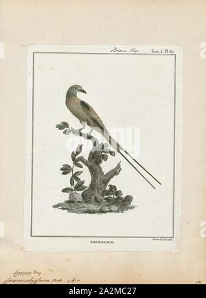 Coracias abyssinica, Imprimer, l'Abyssin (Coracias abyssinicus) Rouleau, Rouleau ou le Sénégal, est un membre de la famille d'oiseaux qui niche dans l'Afrique tropicale dans une ceinture au sud du Sahara, connu comme le Sahel. Il est résident dans la partie sud de son aire de reproduction du nord, mais les populations sont de courtes distances à des migrants, déménagement plus au sud après la saison humide., 1790-1832 Banque D'Images