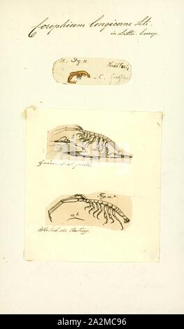 Corophium longicorne, Imprimer, Corophium volutator est une espèce d'Corophiidae de la famille. Il est constaté dans les vasières du nord de l'océan Atlantique. Il est originaire de l'océan Atlantique nord-est, et a été introduit au nord-ouest de l'Atlantique Banque D'Images