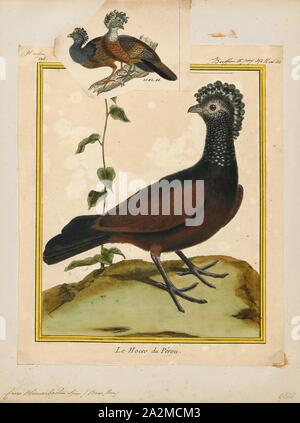 Crax blumenbachii, Imprimer, le red-billed curassow ou rouge-curassow (Crax blumenbachii bulbés) est une espèce en voie de disparition de cracid, endémique de la forêt atlantique de plaine dans les états de l'Espírito Santo, Bahia et Minas Gerais au sud-est du Brésil. Sa population est en baisse en raison de la chasse et de la déforestation, et il a probablement disparu du Minas Gerais. Il est actuellement en cours à Rio de Janeiro au moyen d'individus élevés en captivité. Comme le suggère son nom commun, le mâle a un projet de loi, mais ce rouge est absente de la femme, 1700-1880 Banque D'Images