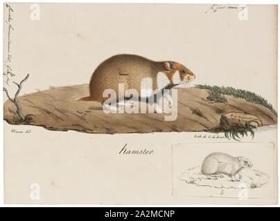 Cricetus frumentarius, Imprimer, le grand hamster (Cricetus cricetus), également connu sous le nom de l'Office eurasien hamster, hamster à ventre noir ou hamster commun, est la seule espèce du genre Cricetus.Elle est originaire d'une large gamme en Eurasie, l'extension de la Belgique vers les montagnes de l'Altaï et du fleuve Ienisseï en Russie. Lorsque l'animal abondant est largement considéré comme un ravageur des terres agricoles, et il a également été piégé pour sa fourrure. L'ensemble de son aire de répartition mondiale, il est jugé moins préoccupantes, mais dans de nombreux pays d'Europe occidentale, il est considéré comme En danger critique d'extinction. Cricetus est également un genre monotypique Banque D'Images