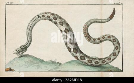 Crotalus horridus, Imprimer, le crotale des bois, Habib ou crotale crotale bagués (Crotalus horridus), est une espèce de serpents venimeux pit viper endémique de l'Amérique du Nord. C'est la seule espèce de serpents à sonnette dans la plupart de la population nord-est des États-Unis et n'est devancé que par ses cousins de l'ouest, le crotale des prairies, comme le serpent venimeux distribués plus au nord en Amérique du Nord. Pas de sous-espèces actuellement reconnues., 1700-1880 Banque D'Images