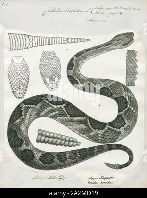 Crotalus horridus, Imprimer, le crotale des bois, Habib ou crotale crotale bagués (Crotalus horridus), est une espèce de serpents venimeux pit viper endémique de l'Amérique du Nord. C'est la seule espèce de serpents à sonnette dans la plupart de la population nord-est des États-Unis et n'est devancé que par ses cousins de l'ouest, le crotale des prairies, comme le serpent venimeux distribués plus au nord en Amérique du Nord. Pas de sous-espèces actuellement reconnues., 1700-1880 Banque D'Images