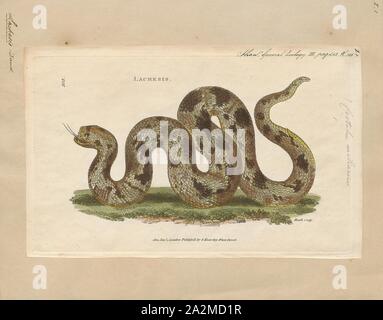 Crotalus miliarius, Imprimer, Sistrurus miliarius, communément appelé le crotale pygmée, est une espèce de serpent venimeux de la famille des Crotalinae (les Crotalidés) de la famille des Viperidae. L'espèce est endémique dans le sud-est des États-Unis. Trois sous-espèces sont actuellement reconnues, y compris la sous-espèce décrite ici., 1802 Banque D'Images