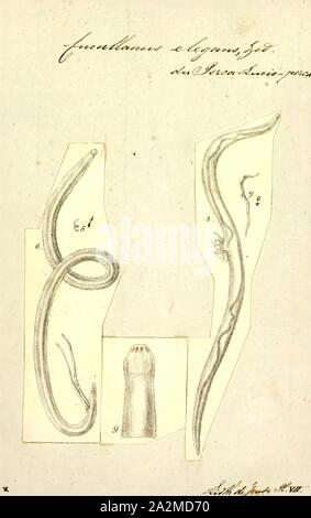 Elegans Cucullanus, Imprimer, Cucullanus elegans est une espèce de nématode parasite. C'est un endoparasite des perchaudes (Perca fluviatilis Banque D'Images