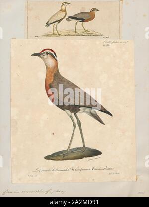 Cursorius, coromandelicus Imprimer, l'Indien (courser Cursorius coromandelicus) est une espèce de courser trouvés dans la partie continentale de l'Asie du Sud, principalement dans les plaines bordée par le Gange et fluvial de l'Indus. Comme d'autres coursiers, c'est un oiseau terrestre qui peuvent être trouvés dans de petits groupes comme ils le fourrage pour les insectes dans les pays semi-désertique ouverte., 1700-1880 Banque D'Images