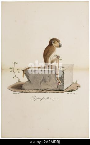 Cynocephalus sphinx, Imprimer, le lémurien volant Philippine Philippine ou colugo (Cynocephalus volans), connu localement comme kagwang, est l'une des deux espèces de lémuriens colugo ou "volants". Il est monotypique de son genre. Bien que l'on appelle un lémurien volant, il ne peut pas voler et n'est pas un lémurien. Au lieu de cela, elle glisse comme il bondit entre les arbres, 1818-1842. Banque D'Images