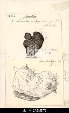 Cynthia microcosmus, Imprimer, le biote Animalia (Royaume Uni) (Phylum Chordata) (Tunicata Ascidiacea) embranchement (Classe) Stolidobranchia (ordre) Pyuridae (Famille) Cynthia (Genre) Cynthia microcosmus (Espèces Banque D'Images