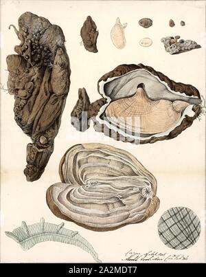 Cynthia microcosmus, Imprimer, le biote Animalia (Royaume Uni) (Phylum Chordata) (Tunicata Ascidiacea) embranchement (Classe) Stolidobranchia (ordre) Pyuridae (Famille) Cynthia (Genre) Cynthia microcosmus (Espèces Banque D'Images