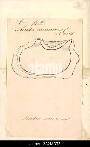 Cynthia microcosmus, Imprimer, le biote Animalia (Royaume Uni) (Phylum Chordata) (Tunicata Ascidiacea) embranchement (Classe) Stolidobranchia (ordre) Pyuridae (Famille) Cynthia (Genre) Cynthia microcosmus (Espèces Banque D'Images