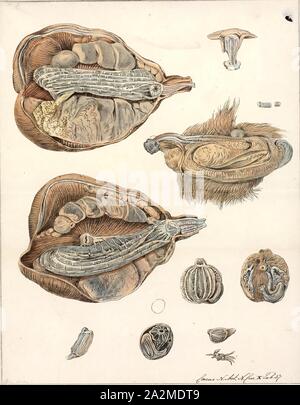 Cynthia microcosmus, Imprimer, le biote Animalia (Royaume Uni) (Phylum Chordata) (Tunicata Ascidiacea) embranchement (Classe) Stolidobranchia (ordre) Pyuridae (Famille) Cynthia (Genre) Cynthia microcosmus (Espèces Banque D'Images