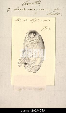 Cynthia microcosmus, Imprimer, le biote Animalia (Royaume Uni) (Phylum Chordata) (Tunicata Ascidiacea) embranchement (Classe) Stolidobranchia (ordre) Pyuridae (Famille) Cynthia (Genre) Cynthia microcosmus (Espèces Banque D'Images