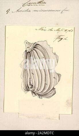 Cynthia microcosmus, Imprimer, le biote Animalia (Royaume Uni) (Phylum Chordata) (Tunicata Ascidiacea) embranchement (Classe) Stolidobranchia (ordre) Pyuridae (Famille) Cynthia (Genre) Cynthia microcosmus (Espèces Banque D'Images