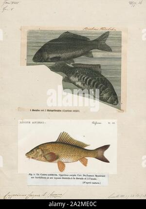 Cyprinus carpio, Imprimer, la carpe commune ou européen carpe (Cyprinus carpio) est un poisson d'eau douce à grande échelle des eaux eutrophes dans les lacs et les grandes rivières d'Europe et d'Asie. Les populations sauvages sont considérés comme vulnérables à l'extinction par l'Union internationale pour la conservation de la Nature (UICN), mais l'espèce a également été domestiqués et introduits (voir l'aquaculture) dans des environnements dans le monde entier, et est souvent considérée comme une espèce envahissante, être inclus dans la liste des 100 pires espèces envahissantes. Il donne son nom à la famille des carpes Cyprinidae., 1700-1880 Banque D'Images