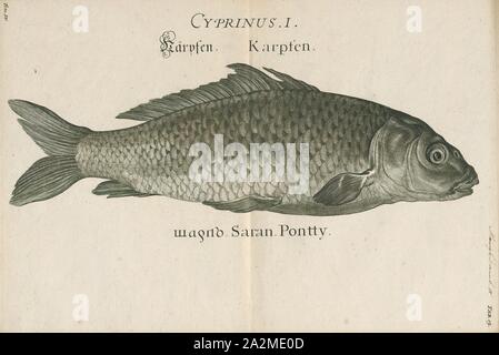 Cyprinus carpio, Imprimer, la carpe commune ou européen carpe (Cyprinus carpio) est un poisson d'eau douce à grande échelle des eaux eutrophes dans les lacs et les grandes rivières d'Europe et d'Asie. Les populations sauvages sont considérés comme vulnérables à l'extinction par l'Union internationale pour la conservation de la Nature (UICN), mais l'espèce a également été domestiqués et introduits (voir l'aquaculture) dans des environnements dans le monde entier, et est souvent considérée comme une espèce envahissante, être inclus dans la liste des 100 pires espèces envahissantes. Il donne son nom à la famille des carpes Cyprinidae., 1726. Banque D'Images