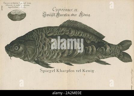 Cyprinus carpio, Imprimer, la carpe commune ou européen carpe (Cyprinus carpio) est un poisson d'eau douce à grande échelle des eaux eutrophes dans les lacs et les grandes rivières d'Europe et d'Asie. Les populations sauvages sont considérés comme vulnérables à l'extinction par l'Union internationale pour la conservation de la Nature (UICN), mais l'espèce a également été domestiqués et introduits (voir l'aquaculture) dans des environnements dans le monde entier, et est souvent considérée comme une espèce envahissante, être inclus dans la liste des 100 pires espèces envahissantes. Il donne son nom à la famille des carpes Cyprinidae., 1726. Banque D'Images