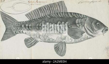 Cyprinus carpio, Imprimer, la carpe commune ou européen carpe (Cyprinus carpio) est un poisson d'eau douce à grande échelle des eaux eutrophes dans les lacs et les grandes rivières d'Europe et d'Asie. Les populations sauvages sont considérés comme vulnérables à l'extinction par l'Union internationale pour la conservation de la Nature (UICN), mais l'espèce a également été domestiqués et introduits (voir l'aquaculture) dans des environnements dans le monde entier, et est souvent considérée comme une espèce envahissante, être inclus dans la liste des 100 pires espèces envahissantes. Il donne son nom à la famille des carpes Cyprinidae., 1774-1804 Banque D'Images