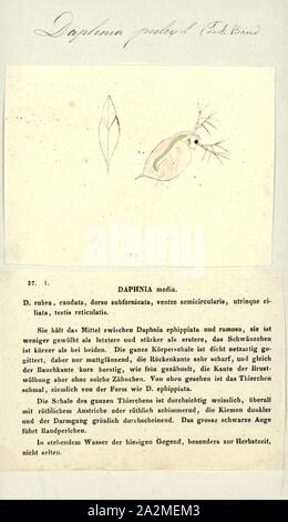 Daphnia pulex, Print, Daphnia pulex est l'espèce la plus commune de puce d'eau. Il a une distribution cosmopolite : l'espèce est présente dans les Amériques, en Europe et en Australie. Il s'agit d'une espèce modèle, et a été le premier à avoir des crustacés son génome séquencé Banque D'Images