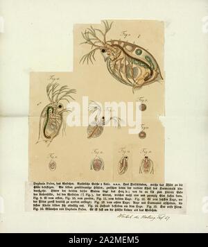 Daphnia pulex, Print, Daphnia pulex est l'espèce la plus commune de puce d'eau. Il a une distribution cosmopolite : l'espèce est présente dans les Amériques, en Europe et en Australie. Il s'agit d'une espèce modèle, et a été le premier à avoir des crustacés son génome séquencé Banque D'Images