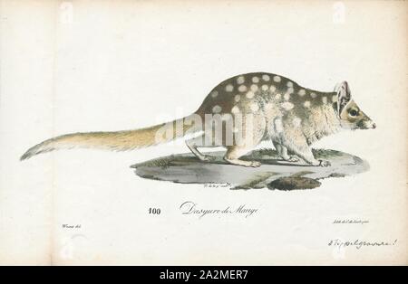 Dasyurus viverrinus, Imprimer, l'quoll (Dasyurus viverrinus), anciennement connue sous le nom de l'indigène cat est une dasyurid carnivore marsupial originaire d'Australie. Ils sont répandus et même localement commune en Tasmanie. Ils ont été considéré comme éteint sur le continent depuis les années 1960, toutefois ont été réintroduits dans les sanctuaires clôturé en 2016, et plus récemment dans la nature en mars 2018. C'est un des six espèces existantes de quolls, 1700-1880. Banque D'Images