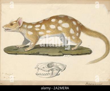 Dasyurus viverrinus, Imprimer, l'quoll (Dasyurus viverrinus), anciennement connue sous le nom de l'indigène cat est une dasyurid carnivore marsupial originaire d'Australie. Ils sont répandus et même localement commune en Tasmanie. Ils ont été considéré comme éteint sur le continent depuis les années 1960, toutefois ont été réintroduits dans les sanctuaires clôturé en 2016, et plus récemment dans la nature en mars 2018. C'est un des six espèces existantes de quolls, 1700-1880. Banque D'Images