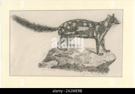 Dasyurus viverrinus, Imprimer, l'quoll (Dasyurus viverrinus), anciennement connue sous le nom de l'indigène cat est une dasyurid carnivore marsupial originaire d'Australie. Ils sont répandus et même localement commune en Tasmanie. Ils ont été considéré comme éteint sur le continent depuis les années 1960, toutefois ont été réintroduits dans les sanctuaires clôturé en 2016, et plus récemment dans la nature en mars 2018. C'est un des six espèces existantes de quolls, 1700-1880. Banque D'Images