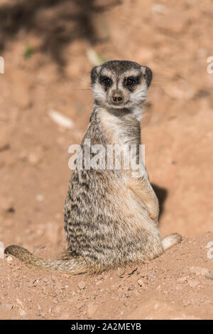 Meerkat regarde derrière Banque D'Images